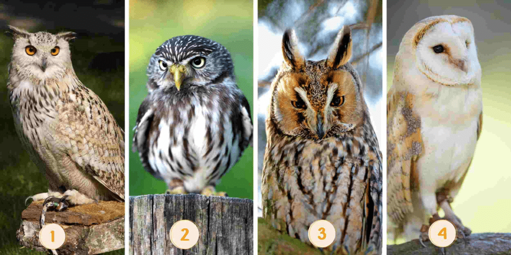 Test osobnosti: Odhaľte svoju skutočnú povahu výberom jednej zo 4 sov na obrázku!