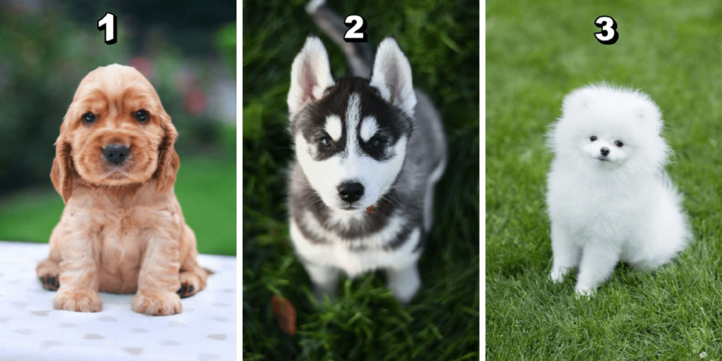 Test osobnosti: Ktoré z 3 šteniatok si vyberiete? Zistite, či váš výber odhaľuje nezávislú povahu alebo tajnú závislosť na iných!