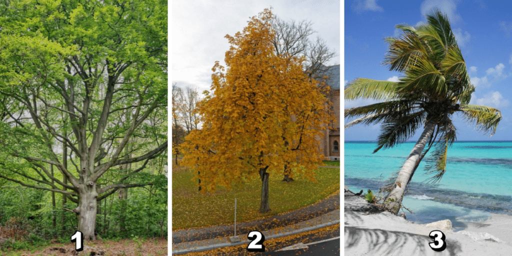 Test osobnosti: ambície alebo spokojnosť? Vyberte si jeden z 3 stromov na obrázku a objavte svoju skutočnú povahu!