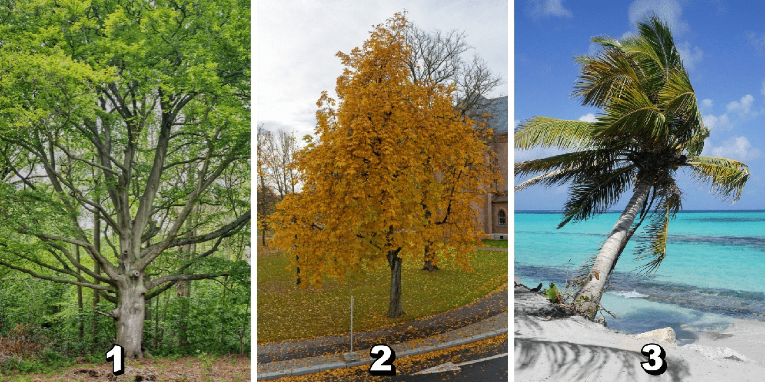 Test osobnosti: ambície alebo spokojnosť? Vyberte si jeden z 3 stromov na obrázku a objavte svoju skutočnú povahu!