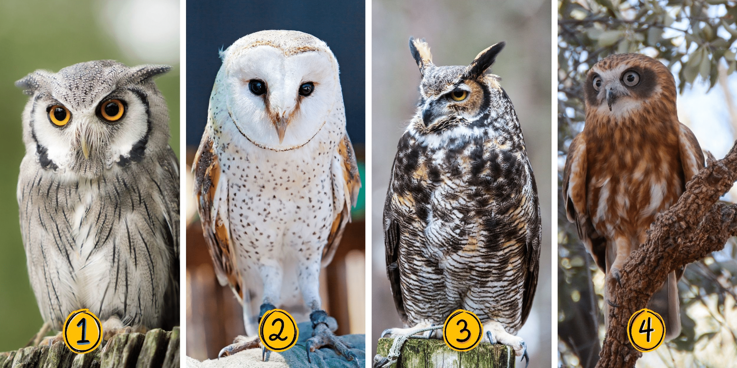 Test osobnosti: Ktorú zo 4 sov si vyberiete? Objavte plameň svojej skrytej vášne!