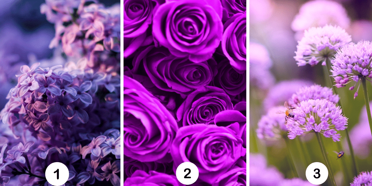 Test osobnosti: Ktorý fialový kvet ste vy? Odhaľte svoju vrodenú eleganciu pomocou kvetinového výberu!