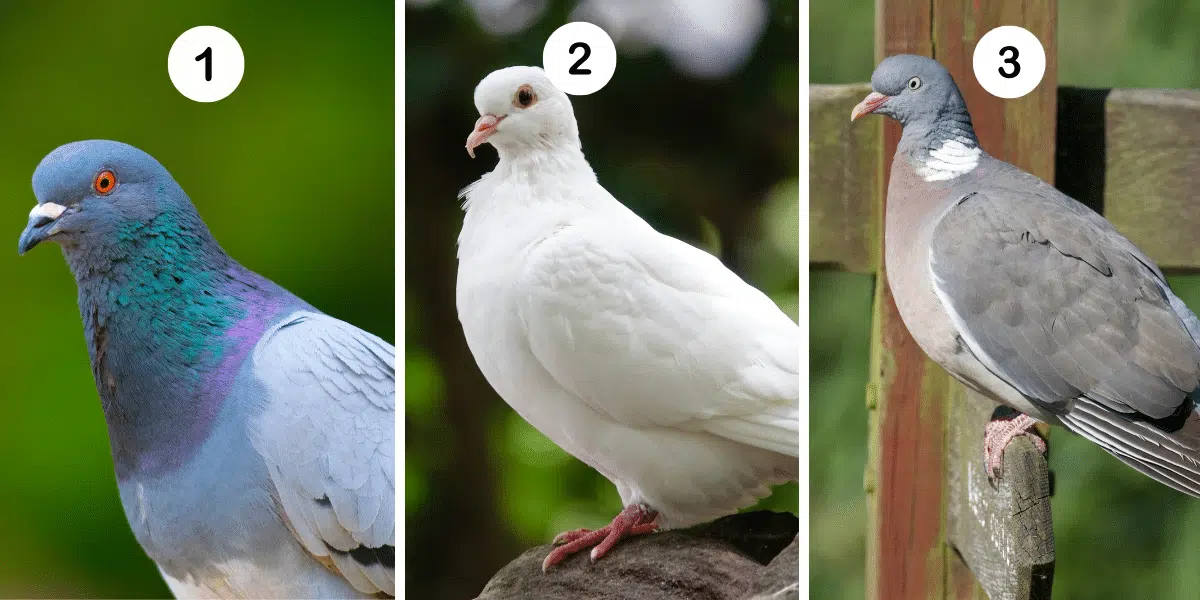 Test osobnosti: Ktorý holub si ty? Objavte slobodu vo svojom živote výberom jedného z troch holubov na obrázku a odhalte svoje pravé ja!